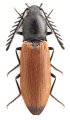 Anostirus maccapanii
