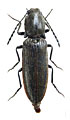 Athous monilicornis
