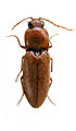Craspedostethus antennalis