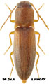 Dalopius radiculosus