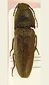 Melanotus plurimus