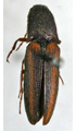 Procraerus sinensis