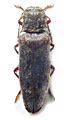 Senodonia brancuccii