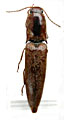 Simodactylus rougemonti