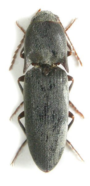 Aeoloides bicarinatus