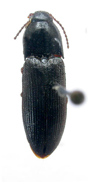 Ampedus silvaticus