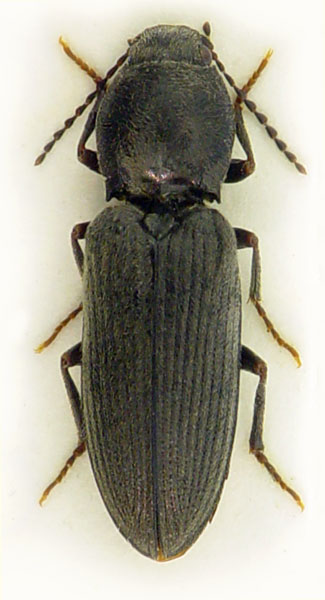 Dicronychus equisetioides