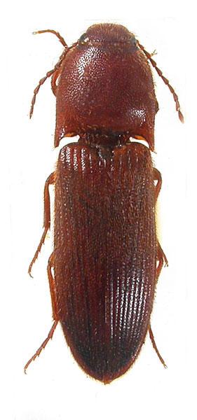 Ectamenogonus russicus