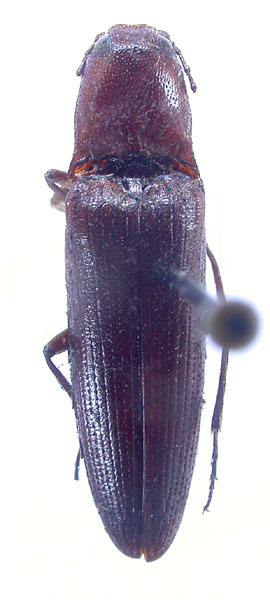 Melanotus notabilis