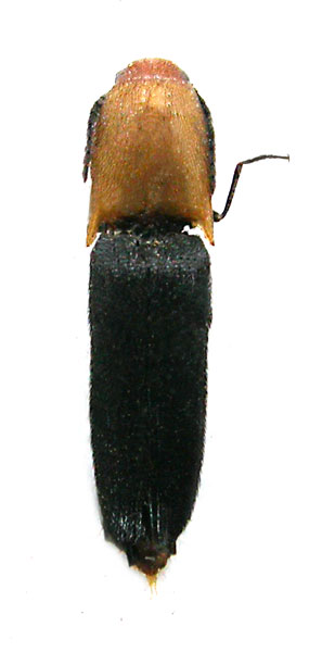 Melanoxanthus arimotoi