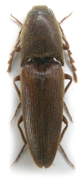 Mulsanteus shaanxiensis