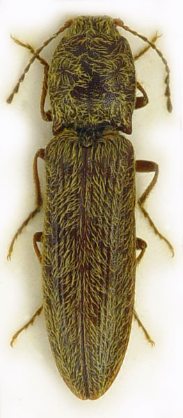 Neoathousius sinensis