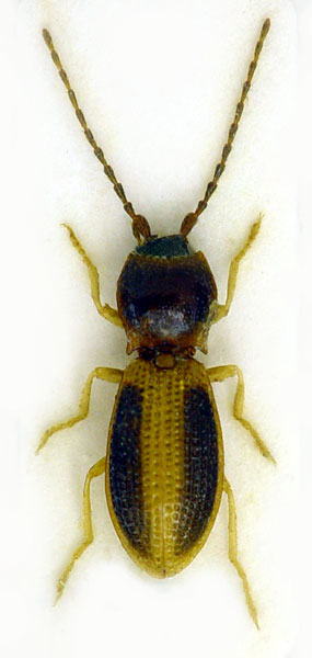 Neodima sichuanensis