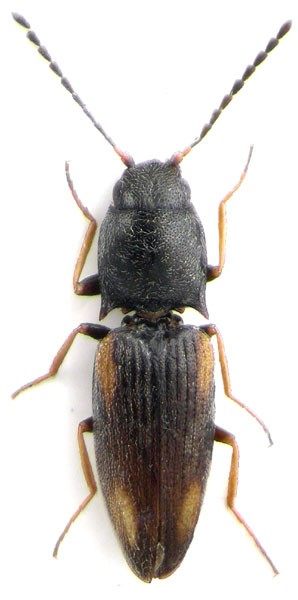 Oedostethus pektusanicus