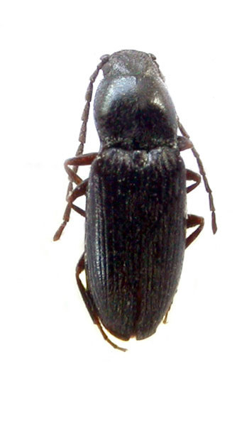 Oedostethus submontanus
