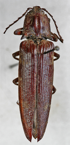 Pectocera fleutiauxi