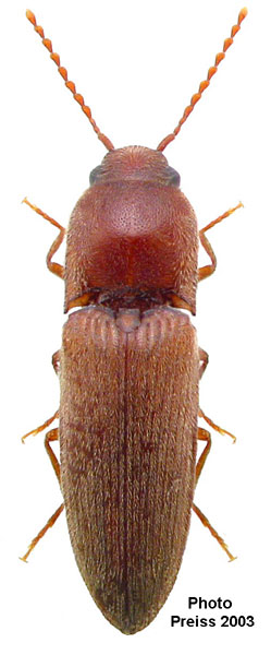 Peripontius ingridae