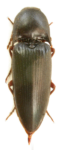 Pittonotus theseus