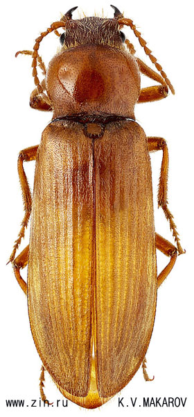 Pleonomus laticornis
