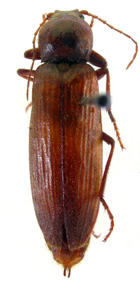 Pleonomus tereticollis