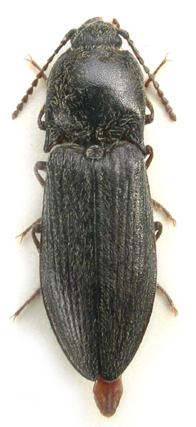 Pseudanostirus subalpinus