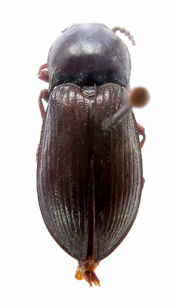 Selatosomus karabachensis