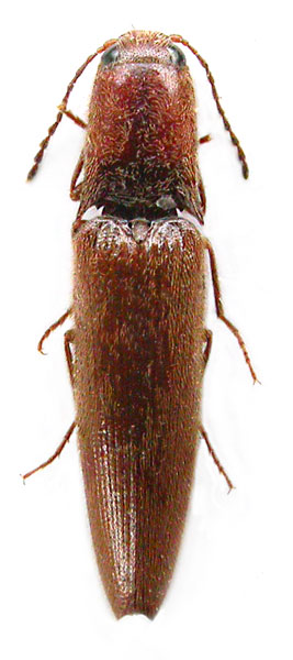 Simodactylus brancuccii