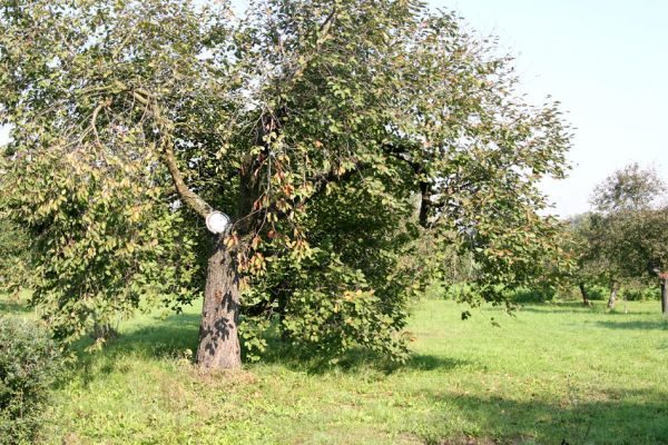 Boharyně, 27.9.2011
Třešeň v ovocném sadu na severním okraji obce.
Klíčová slova: Boharyně Anthaxia candens