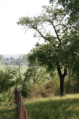 Chlumec nad Cidlinou, 27.9.2011
Třešeň v ovocném sadu nedaleko Olešnice.
Klíčová slova: Chlumec nad Cidlinou Anthaxia candens