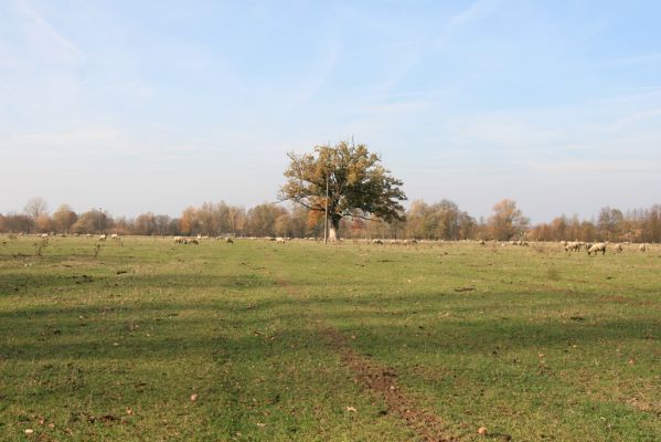 Běleč nad Orlicí, 4.11.2018
Pastviny na levém břehu Orlice.
Keywords: Běleč nad Orlicí pastvina