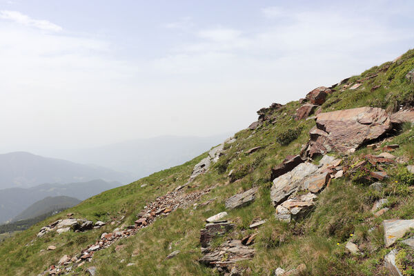 Bressanone-Afers, 21.6.2023
Mt. Plose - biotop kovaříků Anostirus reissi.
Schlüsselwörter: Trentino-Alto Adige Bressanone-Afers Mt. Plose Anostirus reissi