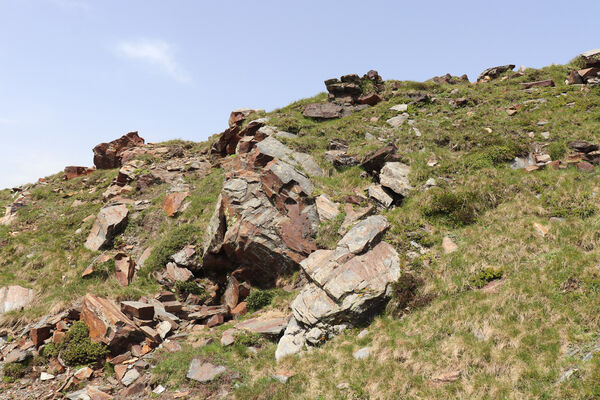Bressanone-Afers, 21.6.2023
Mt. Plose - biotop kovaříků Anostirus reissi.
Klíčová slova: Trentino-Alto Adige Bressanone-Afers Mt. Plose Anostirus reissi