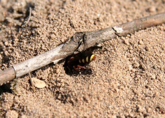 Čeperka, 9.4.2009
Včela druhu Nomada fucata. Volné písčité půdy pod elektrickou přenosovou soustavou.
Mots-clés: Čeperka plochaD