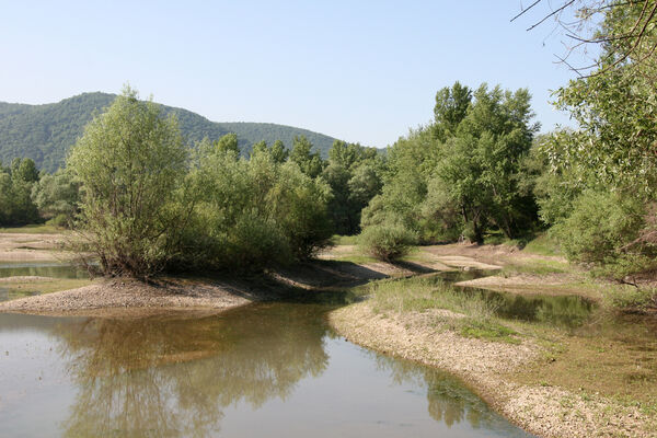Chľaba, 5.6.2014 
Stará pískovna.
Klíčová slova: Chľaba soutok Dunaj Ipeľ