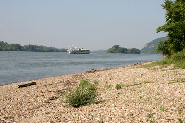 Chľaba, 5.6.2014
Břeh Dunaje před soutokem s Ipľa.
Klíčová slova: Chľaba soutok Dunaj Ipeľ Zorochros quadriguttatus