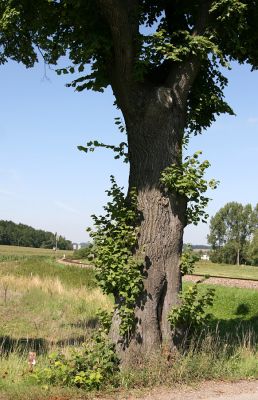 Žamberk, Dlouhoňovice, 21.8.2010
Přirozená ochrana proti krascům lipovým. Větve ve spodní části kmene lípy chrání strom před jeho nadměrným osluněním. 
Klíčová slova: Žamberk Dlouhoňovice Lamprodila rutilans krasec lipový