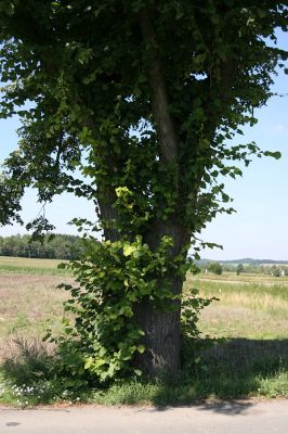 Žamberk, Dlouhoňovice, 21.8.2010
Přirozená ochrana proti krascům lipovým. Větve ve spodní části kmene lípy chrání strom před jeho nadměrným osluněním. 
Klíčová slova: Žamberk Dlouhoňovice Lamprodila rutilans krasec lipový