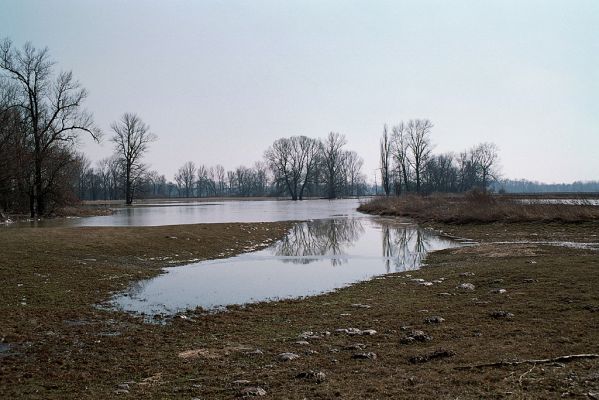 Opatovice-Hrozná, 21.3.2005
Jarní záplava
Schlüsselwörter: Opatovice Hrozná záplava Oedostethus