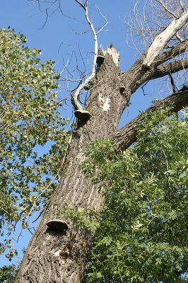 Opatovice-Hrozná, 25.8.2007
Trouchnivějící dřevo starých topolů hostí mnoho forem života.
Klíčová slova: Opatovice Hrozná slepé rameno topol houby Cucujus