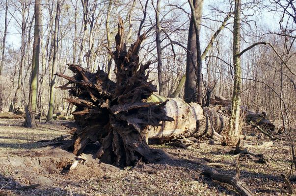 Lednice, 24.3.2003
Padlý dub v lužním lese u cesty od Janohradu k Ladné.
Klíčová slova: Lednice