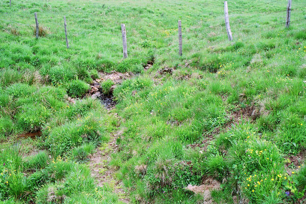 Monts Dore, 5.6.2005
Lac de Guéry. Pastvina nad jezerem - biotop kovaříků Aplotarsus angustulus.
Klíčová slova: Puy-de-Dome Monts Dore Lac de Guéry Aplotarsus angustulus
