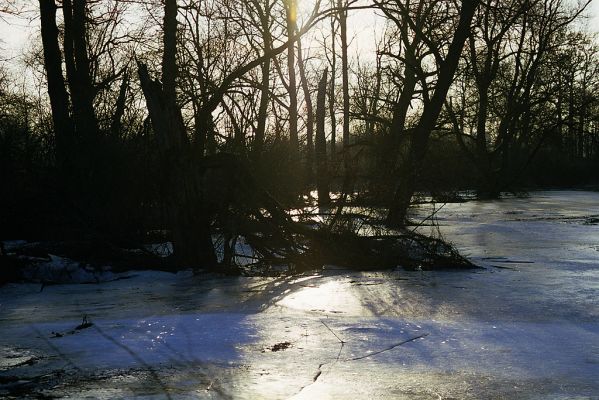 Opatovice-Polabiny, zima 2002/2003
Ledem spoutané stromy slepého labského ramena.
Schlüsselwörter: Opatovice Polabiny