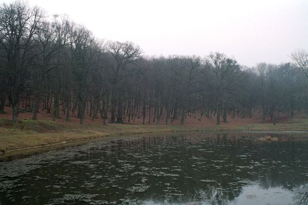 Opočno, 26.3.2005
Rybník u vstupu do obory. Vlevo dochovaný fragment listnatého lesa.
Keywords: Opočno obora Lucanus cervus