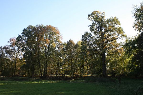 Opatovice-Polabiny-pod Bukovinou-15.10.2007
Podzim v lužním lese. 
Keywords: Opatovice Polabiny Bukovina Labe slepé rameno Throscidae