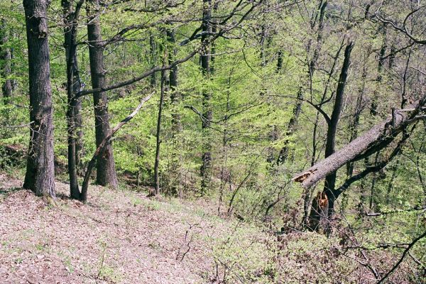 Kokošovce - Sigord, 30.4.2003
Les na jižních svazích vrchu Sigord.
Klíčová slova: Slanské vrchy Kokošovce Sigord
