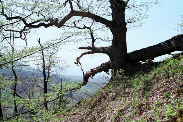 Kokošovce - Sigord, 30.4.2003
Duby na vrchu Sigord. Pohled na Košickou kotlinu.
Schlüsselwörter: Slanské vrchy Kokošovce Sigord