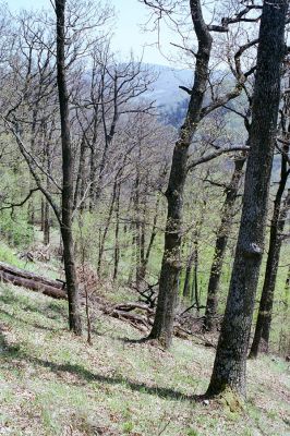 Kokošovce - Sigord, 30.4.2003
Les na jižních svazích vrchu Sigord.
Klíčová slova: Slanské vrchy Kokošovce Sigord Ampedus nigerrimus praeustus