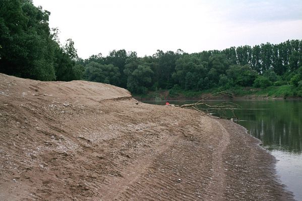 Malé Trakany - řeka Tisa, 21.5.2004
Písečná duna v korytě řeky. Biotop kovaříka Dicronychus equisetioides.
Schlüsselwörter: Malé Trakany Tisa duna Dicronychus equisetioides