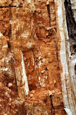 Tovarné, 20.4.2015
Grófsky lesopark. Trouchnivý pahýl kmene dubu.

Klíčová slova: Tovarné Grófsky lesopark Ampedus cardinalis elegantulus praeustus
