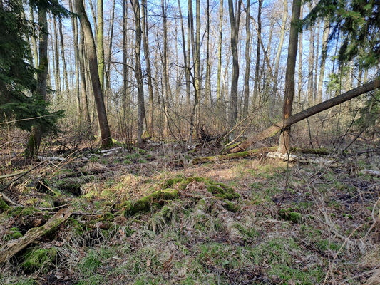 Běleč nad Orlicí, 11.3.2024
Lužní les Na bahně.
Klíčová slova: Běleč nad Orlicí Na bahně